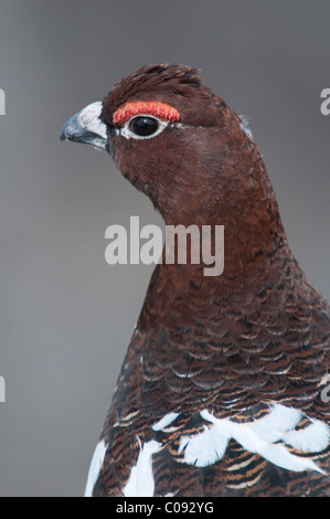 Profil von einem männlichen Willow Ptarmigan Zucht Gefieder, hautnah, Denali Nationalpark und Reservat, Alaska Stockfoto