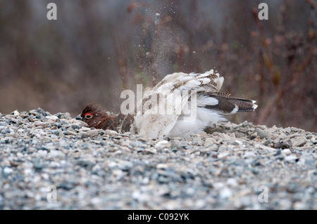 Eines erwachsenen männlichen Willow Ptarmigan Zucht Gefieder nimmt Staub Bad auf einer Kiesbank Savage River, Denali-Nationalpark, Alaska Stockfoto