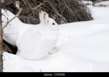 Schneeschuh-Hasen im weißen Winter ist gegen den Schnee in der Nähe von Savage River Campground im Denali-Nationalpark, Alaska getarnt. Stockfoto