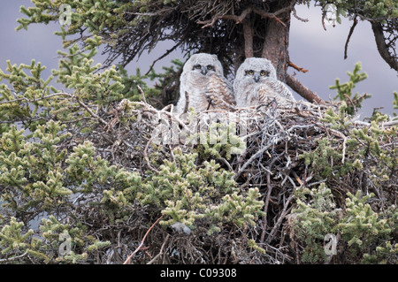 Zwei große gehörnte Eulenküken nisten in einer Fichte in der Nähe von Sanctuary River Campground, Denali Nationalpark und Reservat, Alaska Stockfoto