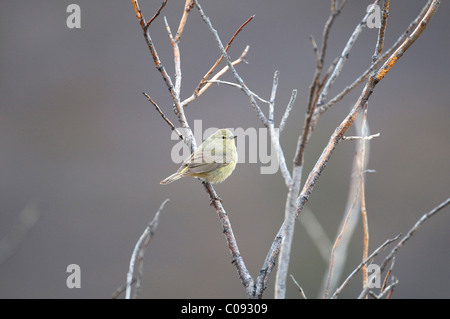 Orange-gekrönter Warbler Sitzstangen auf einer Weide Strauch in der Nähe von Savage River in Denali Nationalpark und Reservat, Alaska Interior Stockfoto