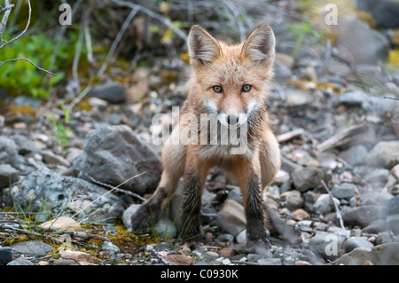 Red Fox Kit steht auf felsigem Untergrund in Denali Nationalpark und Reservat, innen Alaska, Sommer