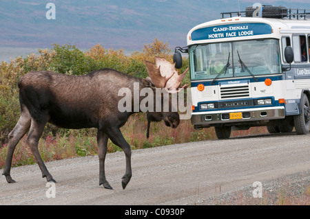 Erwachsene Elchbullen kreuzt die Parkstraße vor einem Camp Denali-Tour-Bus in Denali Nationalpark und Reservat, Alaska Stockfoto