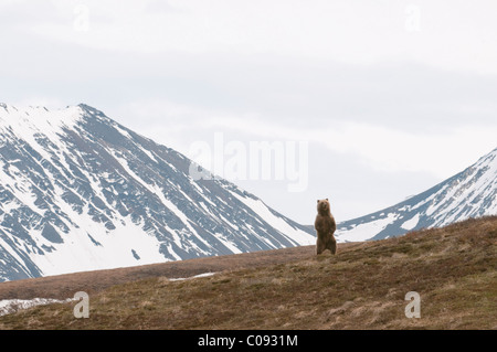 Ein erwachsener männlicher Grizzlybär Umfragen Gelände stehend auf die Hinterfüße in Sable Pass, Denali Nationalpark und Reservat, Alaska Stockfoto