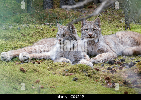 Paar von Lynx ruhen in moosigen Öffnung im dichten Fichtenwald in der Nähe von Iglu Creek in Denali Nationalpark und Reservat, Alaska Stockfoto