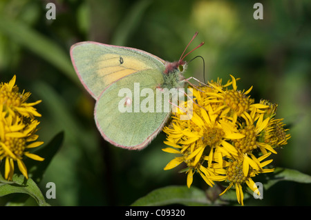 Nahaufnahme des Schmetterlings Hecla Schwefel auf einer nördlichen Goldrute Blüte in Denali Nationalpark und Reservat, Alaska Interior Stockfoto