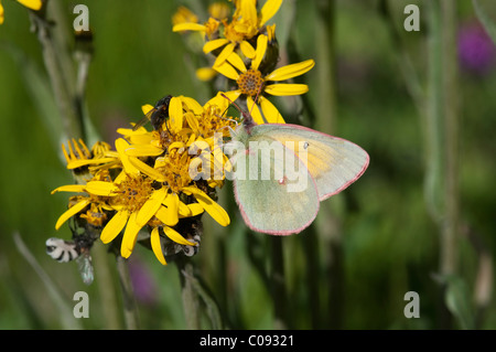 Nahaufnahme des Schmetterlings Hecla Schwefel auf einer nördlichen Goldrute Blüte in Denali Nationalpark und Reservat, Alaska Interior Stockfoto