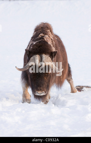 Ein Erwachsener Bulle Moschusochsen Spaziergänge durch den Tiefschnee im Alaska Wildlife Conservation Center in der Nähe von Portage, in Gefangenschaft Stockfoto