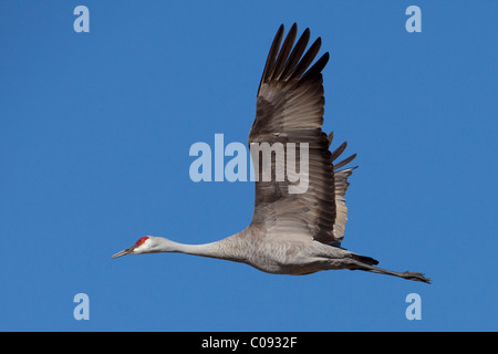 Sandhill Kran im Flug über das Matanuska-Susitna-Tal in der Nähe von Palmer, Yunan Alaska, Frühling Stockfoto