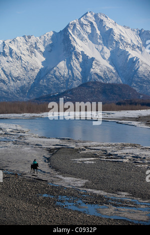 Eine Reiterin und seine Hunde Trab entlang dem eisigen Knik River in der Nähe von Palmer, Matanuska-Susitna Valley, Alaska Stockfoto