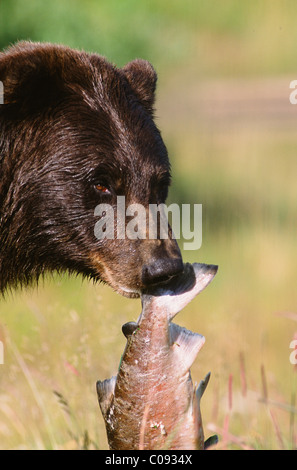 Porträt eines Grizzly-Bären, ein rosa Lachs in seiner Mündung in Alaska Wildlife Conservation Center, gefangen hält Stockfoto