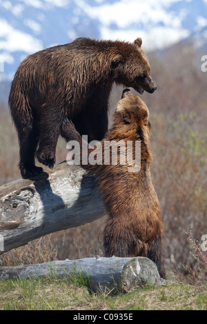 Zwei braune Bären spielen zusammen auf einem Baumstamm im Alaska Wildlife Conservation Center, Yunan Alaska, Sommer. In Gefangenschaft Stockfoto