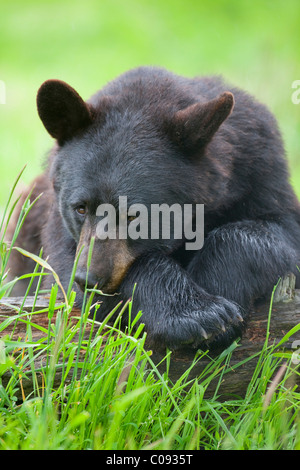 Nahaufnahme von einem Schwarzbären ruht auf Log in grünen Rasen im Alaska Wildlife Conservation Center, Yunan Alaska. In Gefangenschaft Stockfoto