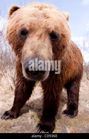 Mit einem Weitwinkel von einem Braunbären auf der Frühjahrstagung des Alaska Wildlife Conservation Center, Yunan Alaska hautnah. In Gefangenschaft Stockfoto