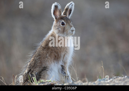 Nahaufnahme einer Schneeschuh-Hasen sitzen und aufmerksam, Denali Nationalpark und Reservat, Alaska Interior, Frühling Stockfoto