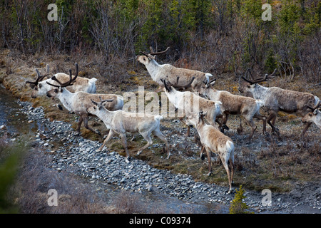 Band von Karibus überqueren einen flachen Nebenfluss des Savage River, Denali Nationalpark, Alaska Interior, Frühling Stockfoto