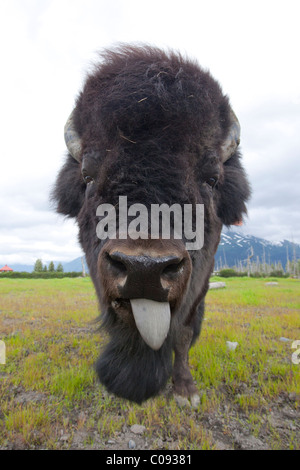 Nahaufnahme des Gesichts von einem Stier Holz Bison mit seiner Zunge hängen, Alaska Wildlife Conservation Center, Alaska, in Gefangenschaft Stockfoto