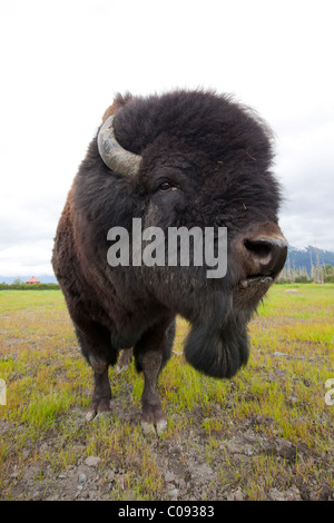 Nahaufnahme von einem Stier Holz Bison mit seiner Zunge hängen, Alaska Wildlife Conservation Center, Yunan Alaska, in Gefangenschaft Stockfoto