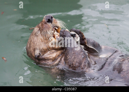 Ein Erwachsener Sea Otter frisst eine Muschel beim schweben in den ruhigen Gewässern des Sommers Valdez kleinen Bootshafen, Yunan Alaska Stockfoto