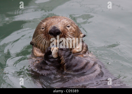 Ein Erwachsener Sea Otter frisst eine Muschel beim schweben in den ruhigen Gewässern des Sommers Valdez kleinen Bootshafen, Yunan Alaska Stockfoto