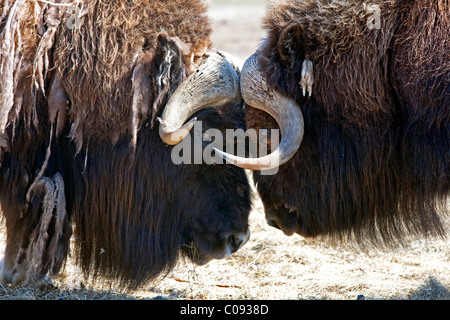 Nahaufnahme von zwei Bull Moschusochsen in einer kämpferischen Auseinandersetzung, Alaska von Angesicht zu Angesicht stehen. In Gefangenschaft Stockfoto