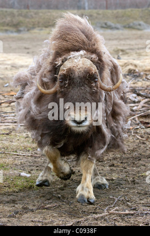 Eine aggressive Kuh Moschusochsen Gebühren, Alaska Wildlife Conservation Center, Yunan Alaska, Sommer. In Gefangenschaft Stockfoto