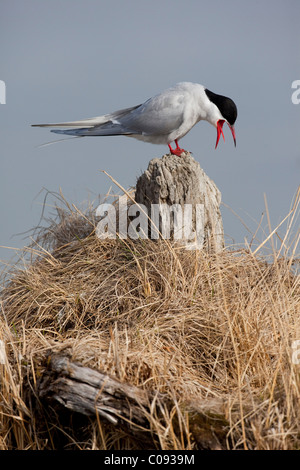 Ein Erwachsener Küstenseeschwalbe sitzt auf einer Treibholz stumpf und Anrufe, Yunan Alaska, Feder Stockfoto