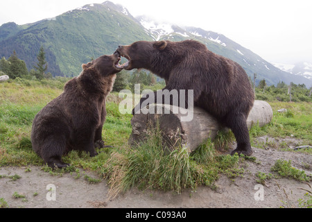 Ein paar gefangen Braunbären Knurren und offene Mündern über ein Protokoll im Alaska Wildlife Conservation Center, Alaska zu berühren. In Gefangenschaft Stockfoto