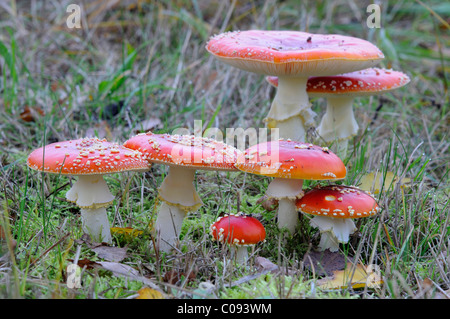 Fliegenpilze (Amanita Muscaria) Stockfoto