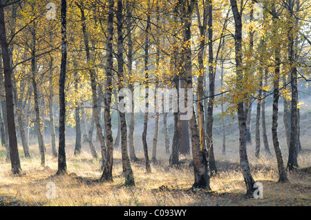 Birkenwald (Betula Pendel) im Herbst Stockfoto