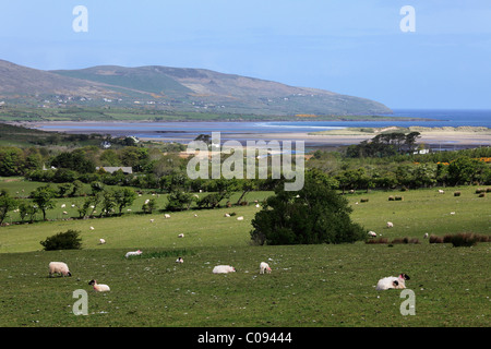 Schafe grasen auf der Weide, Brandon Bay, Halbinsel Dingle, County Kerry, Irland, britische Inseln, Europa Stockfoto