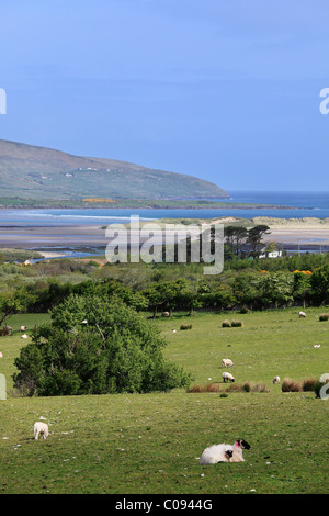 Schafe grasen auf der Weide, Brandon Bay, Halbinsel Dingle, County Kerry, Irland, britische Inseln, Europa Stockfoto