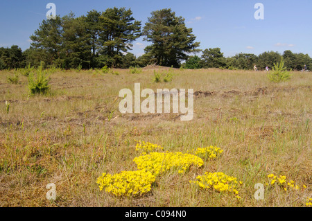 Trockenrasen und Goldmoss Mauerpfeffer (Sedum Acre) Stockfoto