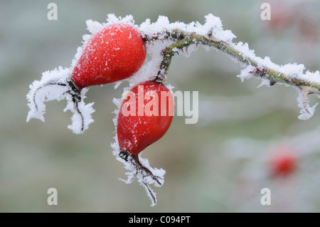 Hagebutte (Rosa Canina) mit Raureif Stockfoto