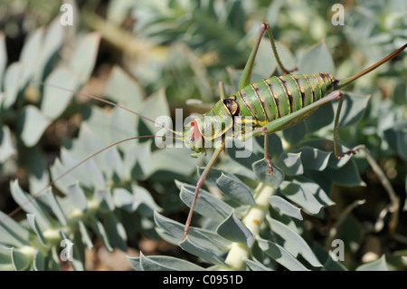 Cricket im Myrtle Spurge, schleichende Wolfsmilch oder Esel Tail (Euphorbia Myrsinites), Cres Insel, Kroatien, Europa Stockfoto