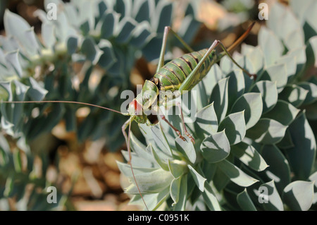 Cricket im Myrtle Spurge, schleichende Wolfsmilch oder Esel Tail (Euphorbia Myrsinites), Cres Insel, Kroatien, Europa Stockfoto