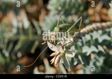 Cricket im Myrtle Spurge, schleichende Wolfsmilch oder Esel Tail (Euphorbia Myrsinites), Cres Insel, Kroatien, Europa Stockfoto