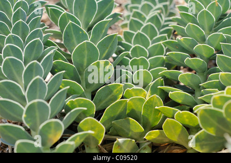 Myrtle Spurge, schleichende Wolfsmilch oder Esel Tail (Euphorbia Myrsinites), Cres Insel, Kroatien, Europa Stockfoto
