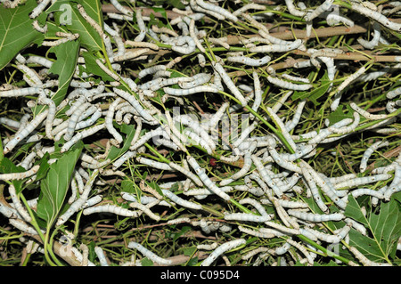 Seidenraupen ernähren sich von Maulbeere Laub, silk Blätter, Produktion, Silk Road, Fergana-Tal, Usbekistan, Zentralasien Stockfoto