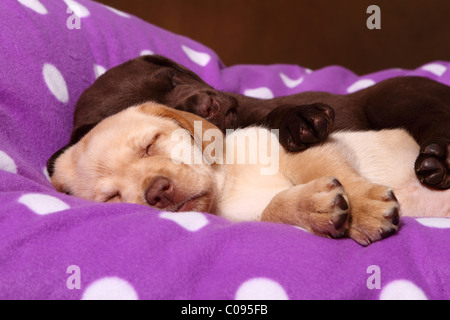 Labrador Retriever Welpen Stockfoto