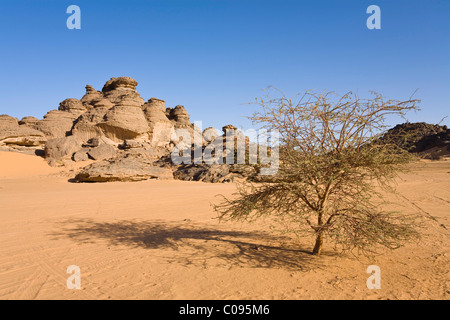 Felsformationen in der libyschen Wüste, Acacia, Akakus Gebirge, Libyen, Nordafrika, Afrika Stockfoto