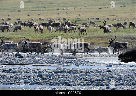 Ansicht der Porcupine Caribou Herde über den Hulahula Fluss in der Nähe von Old Man Creek während ihrer jährlichen Wanderung durch ANWR Stockfoto