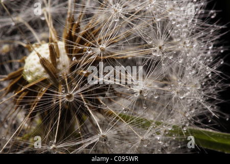 Tau auf Löwenzahn Stockfoto