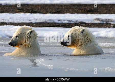 Zwei Sub erwachsenen Eisbären Schwimmen im Matsch Eis entlang einer vorgelagerten Insel vor Kaktovik, Alaska, ANWR Stockfoto