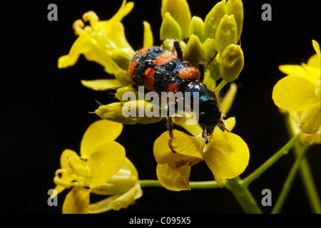 Käfer sitzen auf Blume Stockfoto