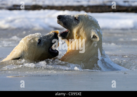 Zwei Eisbären-Jungen spielen im Matsch Eis entlang einer vorgelagerten Insel vor Kaktovik am nördlichen Rand des ANWR, Arktis Alaska, Herbst Stockfoto