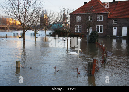 Ufer des Flusses Maas Roermond Niederlande überschwemmt Stockfoto