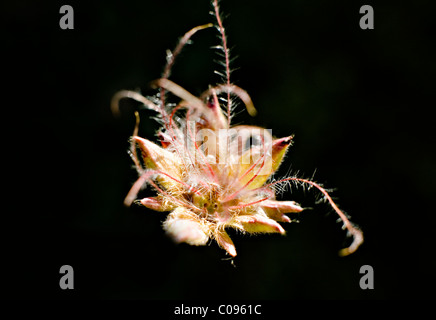 Nahaufnahme von Alpine Avens Geum Montanum Blume in World Heritage Site Nationalpark Pirin Bulgarien Stockfoto