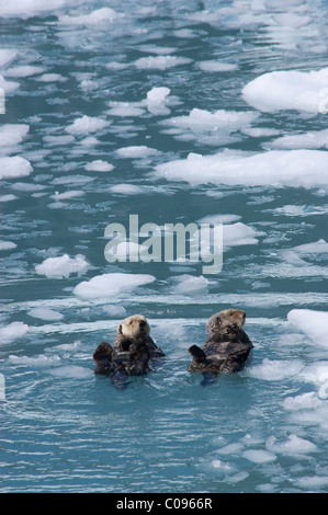 Ein paar der Seeotter Schwimmen unter dem Gletschereis in Blackstone Bay, Prinz-William-Sund, Yunan Alaska, Sommer Stockfoto