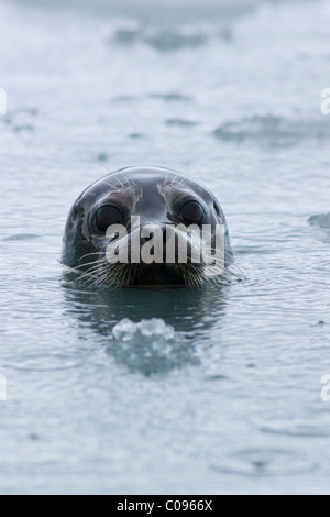 Ein Hafen-Siegel öffnet seinen Kopf unter schwimmenden Gletschereis im Prinz-William-Sund, Yunan Alaska, Sommer Stockfoto